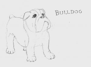 pencil drawn picture of a bulldog