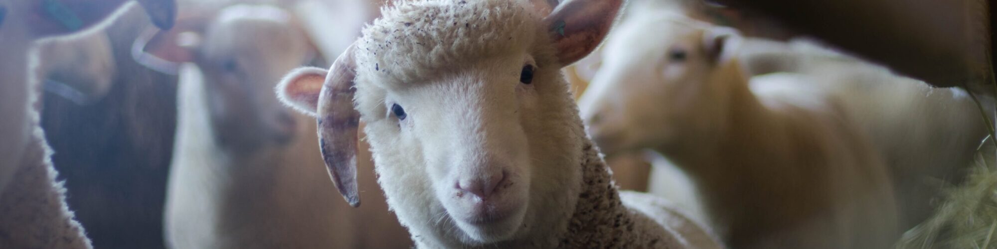 Animal Science – Career and Technical Education Animal Science – Career and Technical Education