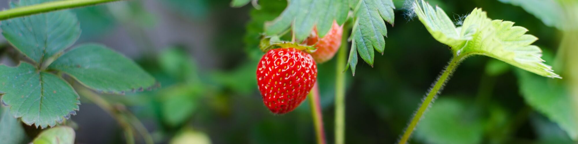 pexels-lukas-298696 strawberry plant