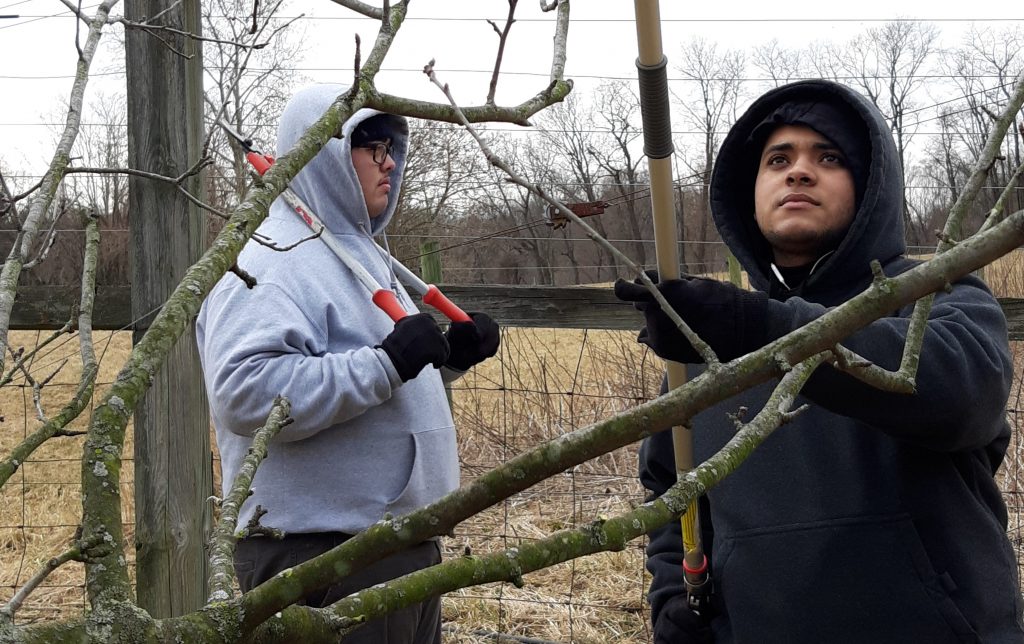 SYOP students pruning tree