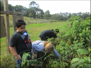 Students working in the Garden