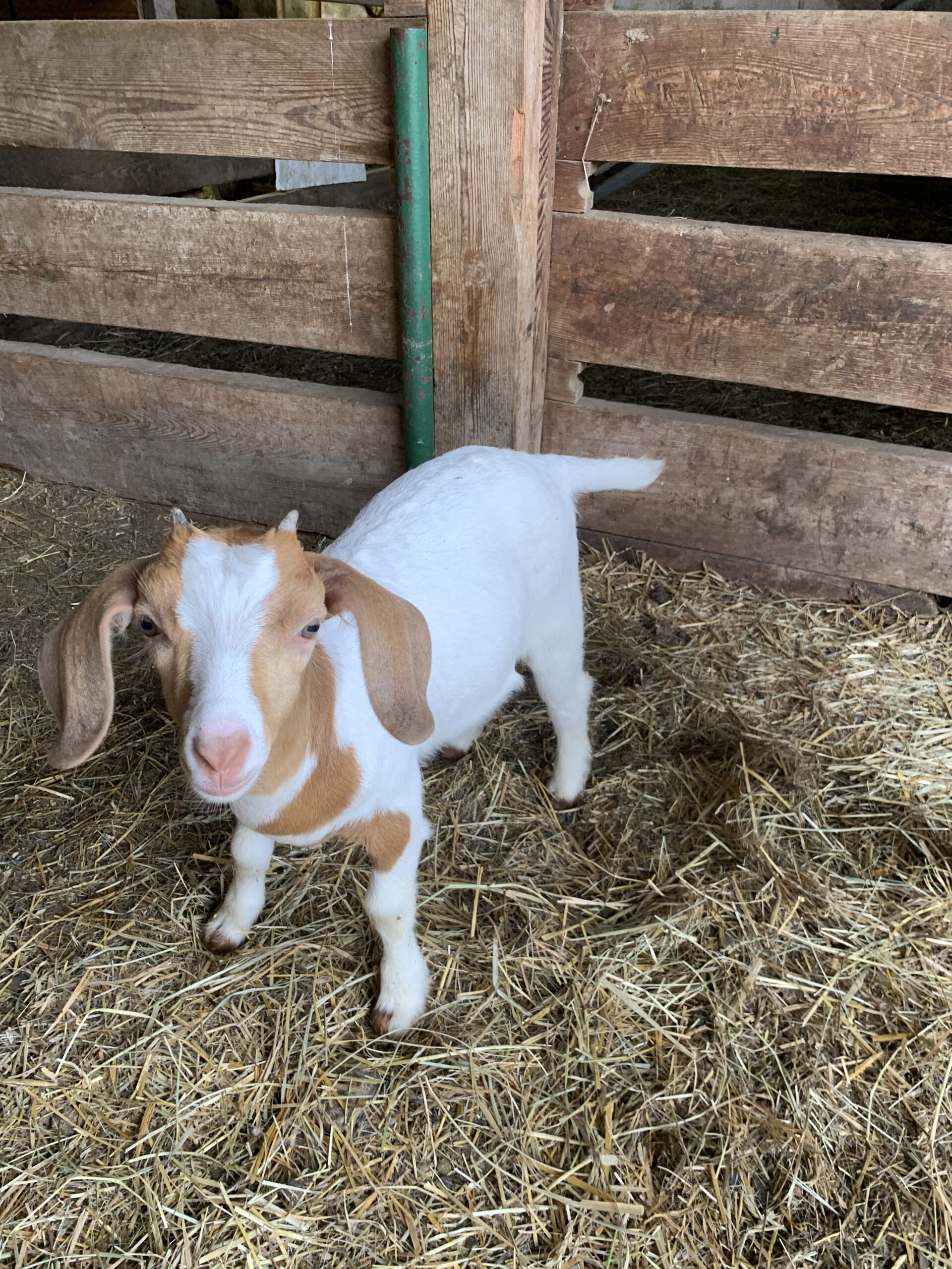 The Ultimate Guide To Naming Your Young Female Goat - fqtf2vu