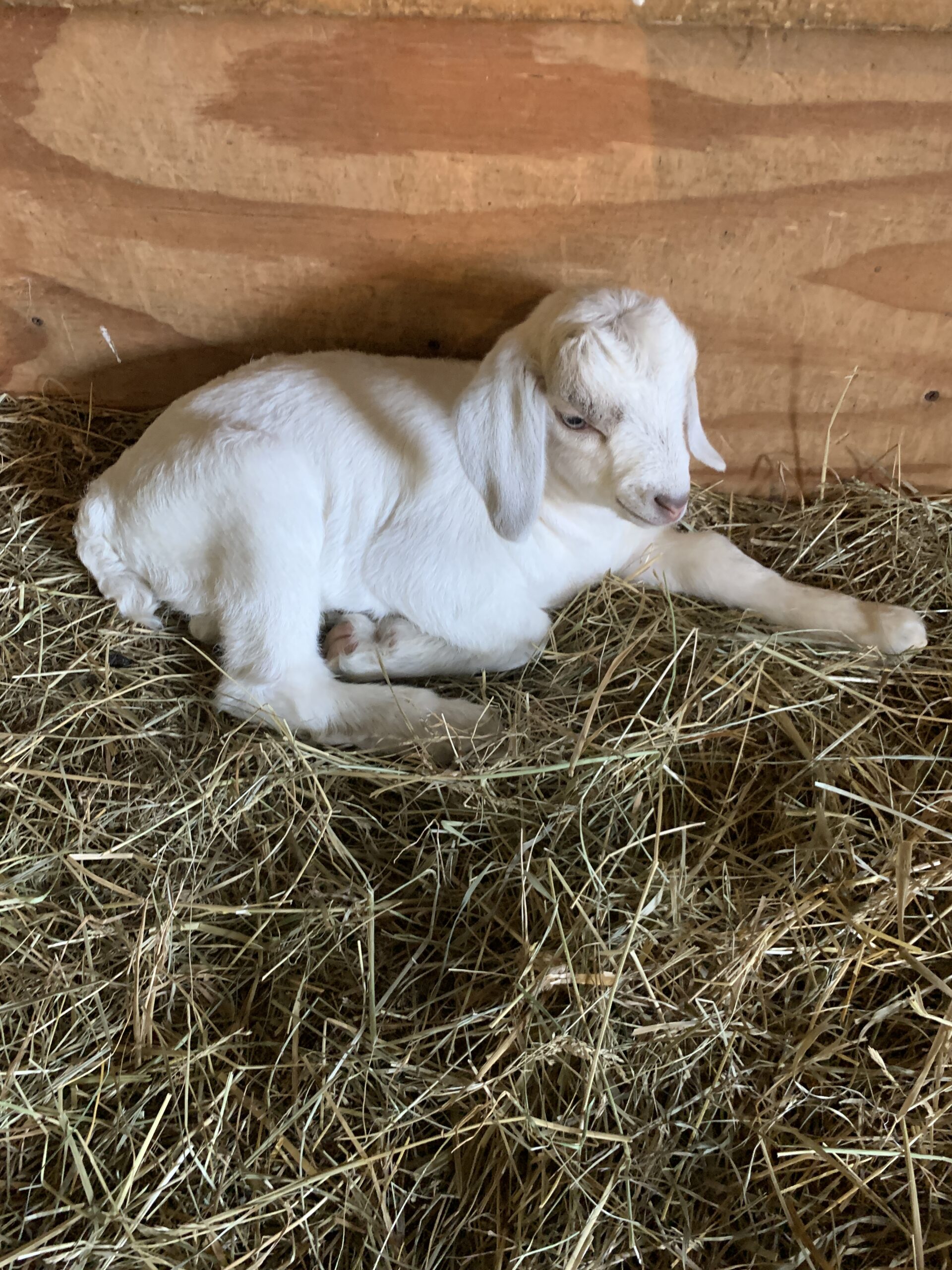 The Ultimate Guide To Naming Your Young Female Goat - di3xmtp