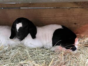 black and white goat lying down