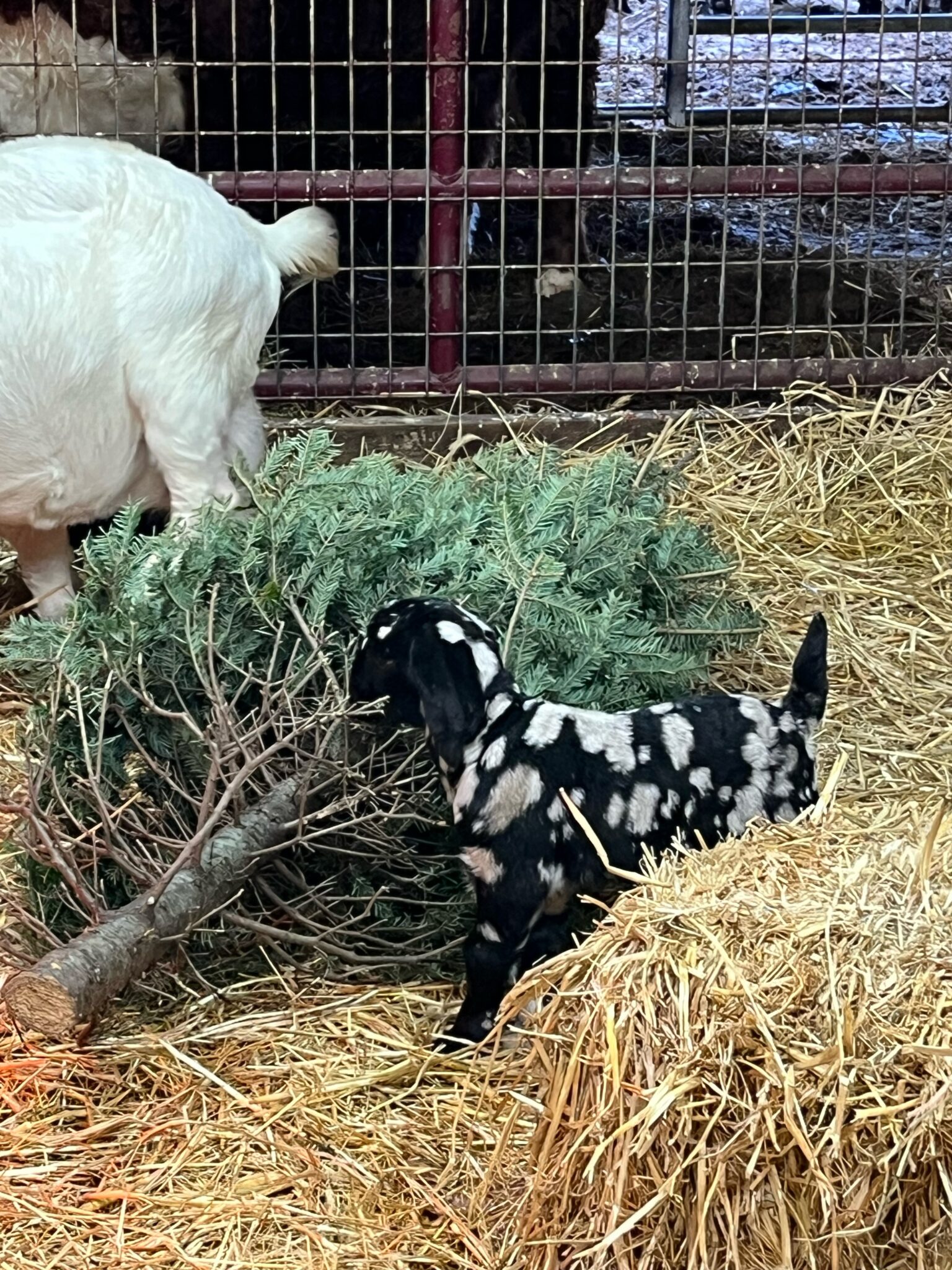 The Ultimate Guide To Naming Your Young Female Goat - 8gn26pj