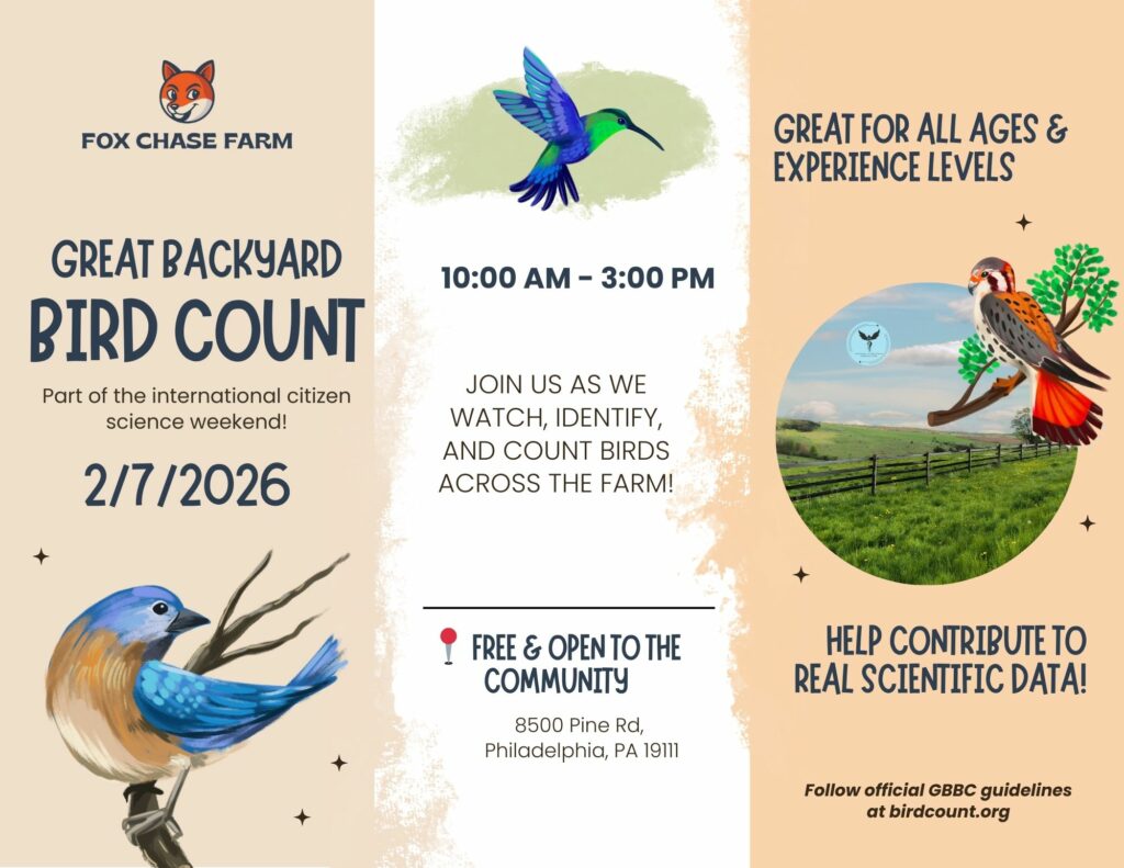 backyard bird count flyer
