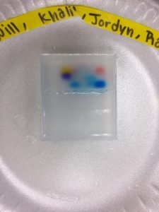 DNA Gel Electrophoresis