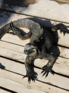 Marine Iguana in the Galapagos islands