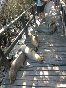 Sea lions in the Galapagos islands