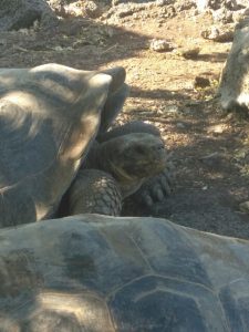 Galapagos tortise