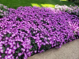 Purple flowers @ Longwood Gardens