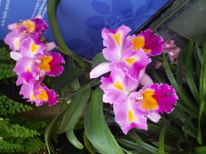 Orchids @ Longwood Gardens