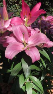 Pink Lily @ Longwood Gardens