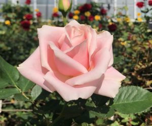 Pink rose @ Longwood Gardens