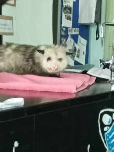 possum in science class