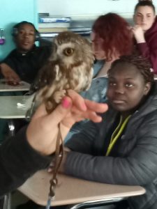 live Owl in Ms. Raggazino's science class