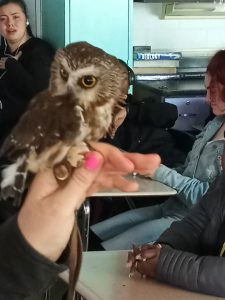 live Owl in Ms. Raggazino's science class