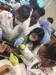 students in the lab dissecting fetal pigs
