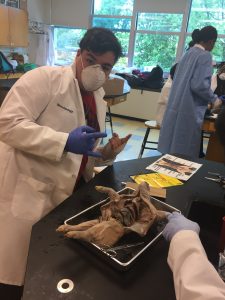 students in the lab dissecting fetal pigs