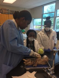 Mrs. Thompson with students in the lab dissecting fetal pigs