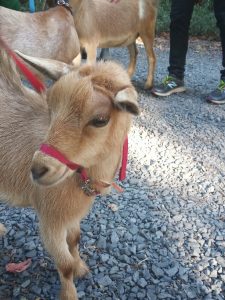 Academies @ Roxborough students at the Philly Goat Project