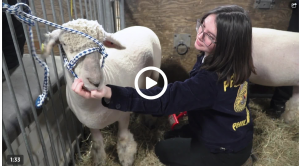 screenshot showing student with lamb at PA Farm Show